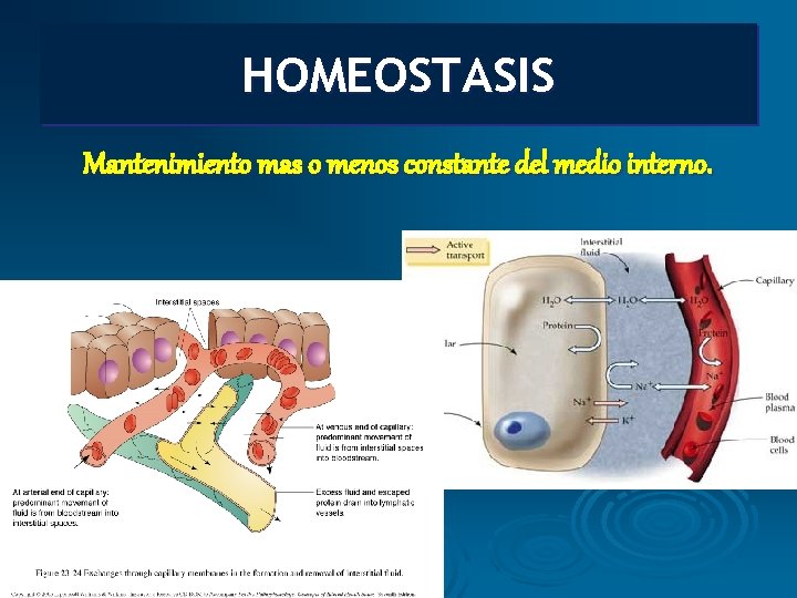 HOMEOSTASIS Mantenimiento mas o menos constante del medio interno. 