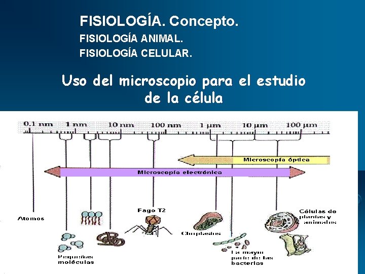 FISIOLOGÍA. Concepto. FISIOLOGÍA ANIMAL. FISIOLOGÍA CELULAR. Uso del microscopio para el estudio de la