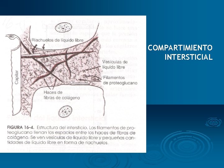 COMPARTIMIENTO INTERSTICIAL 