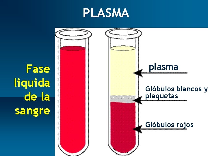 PLASMA Fase liquida de la sangre plasma Glóbulos blancos y plaquetas Glóbulos rojos 