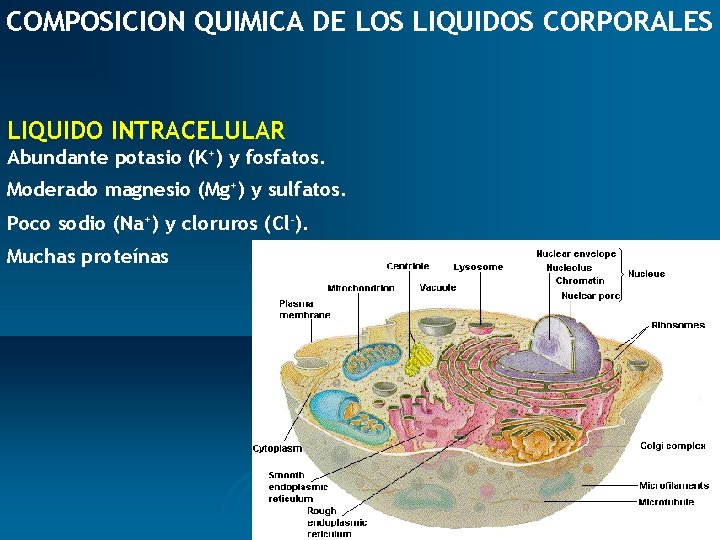 COMPOSICION QUIMICA DE LOS LIQUIDOS CORPORALES LIQUIDO INTRACELULAR Abundante potasio (K+) y fosfatos. Moderado