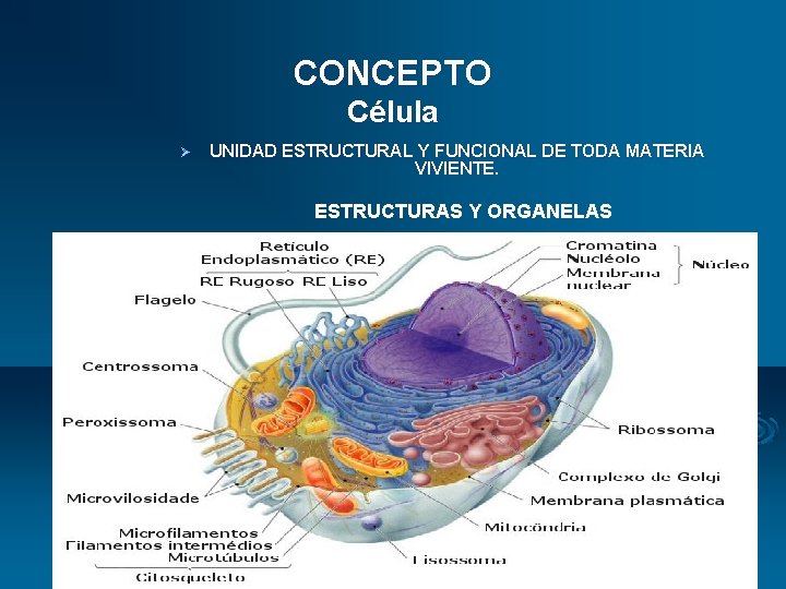 CONCEPTO Célula Ø UNIDAD ESTRUCTURAL Y FUNCIONAL DE TODA MATERIA VIVIENTE. ESTRUCTURAS Y ORGANELAS