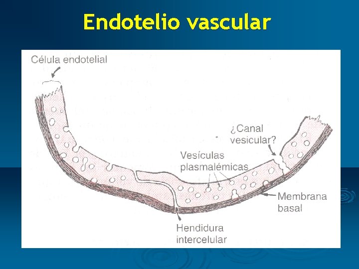 Endotelio vascular 