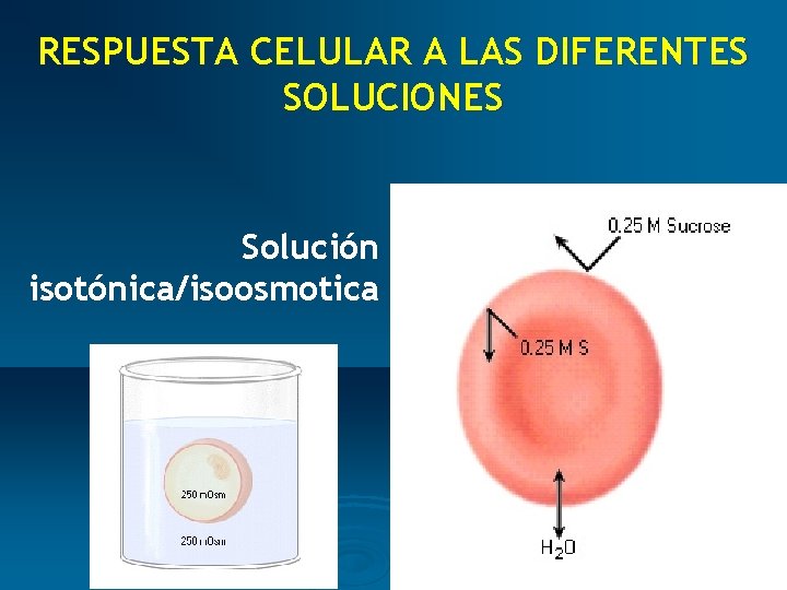 RESPUESTA CELULAR A LAS DIFERENTES SOLUCIONES Solución isotónica/isoosmotica 