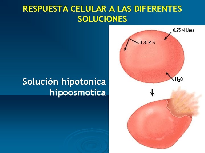 RESPUESTA CELULAR A LAS DIFERENTES SOLUCIONES Solución hipotonica hipoosmotica 