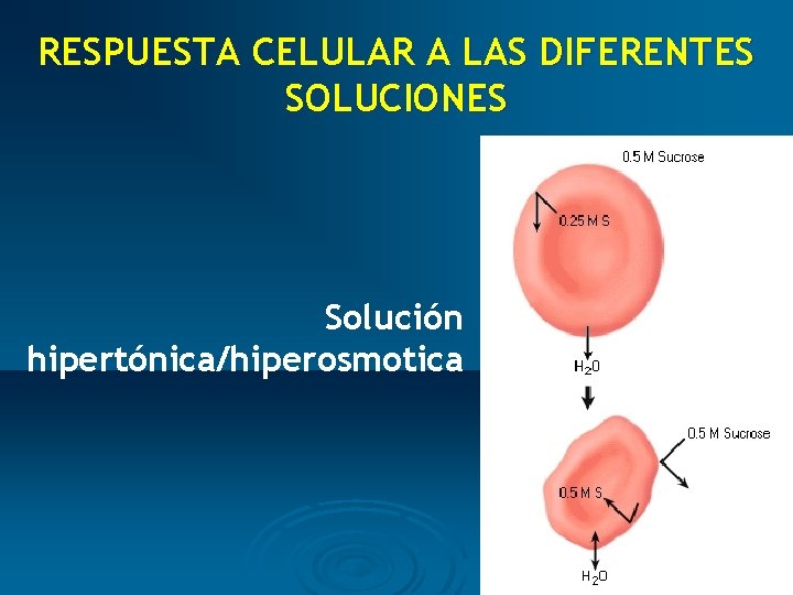 RESPUESTA CELULAR A LAS DIFERENTES SOLUCIONES Solución hipertónica/hiperosmotica 