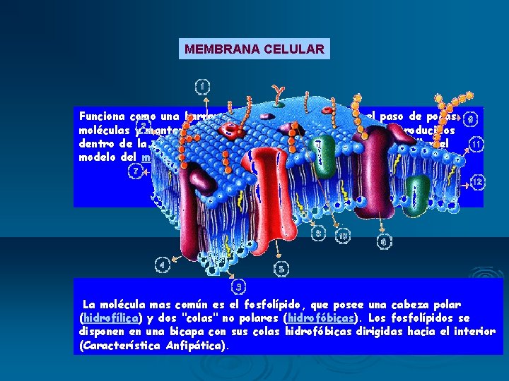 MEMBRANA CELULAR Funciona como una barrera semipermeable, permite el paso de pocas moléculas y