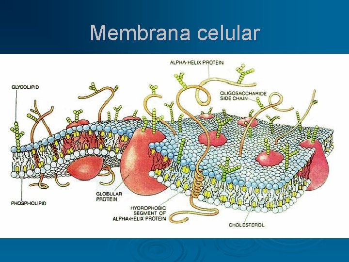 Membrana celular 