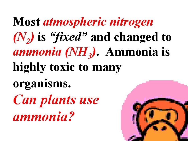 Most atmospheric nitrogen (N 2) is “fixed” and changed to ammonia (NH 3). Ammonia