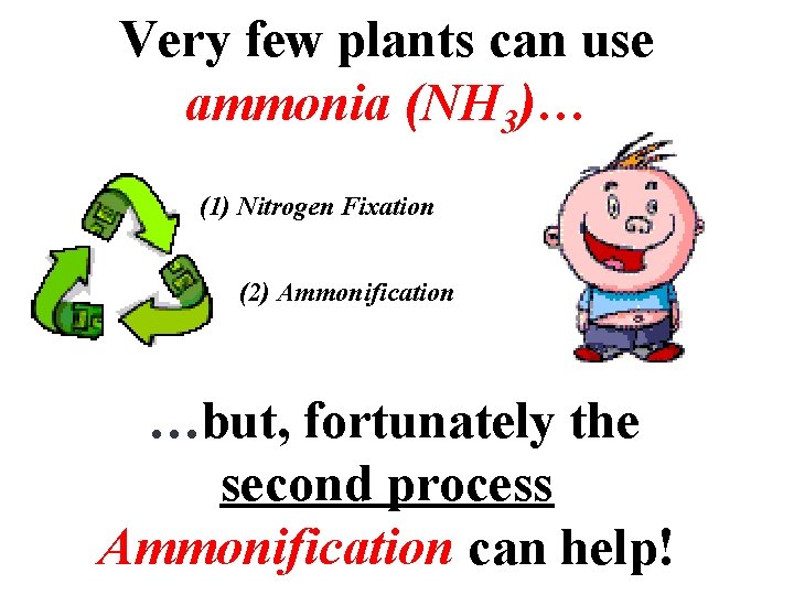 Very few plants can use ammonia (NH 3)… (1) Nitrogen Fixation (2) Ammonification …but,