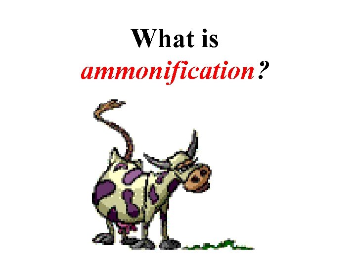 What is ammonification? 