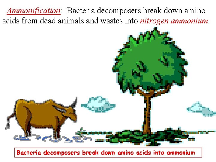 Ammonification: Bacteria decomposers break down amino acids from dead animals and wastes into nitrogen