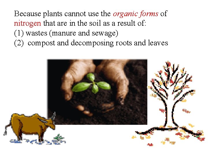 Because plants cannot use the organic forms of nitrogen that are in the soil