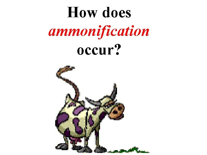 How does ammonification occur? 