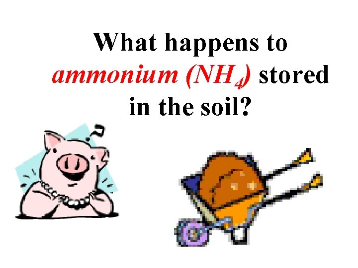 What happens to ammonium (NH 4) stored in the soil? 