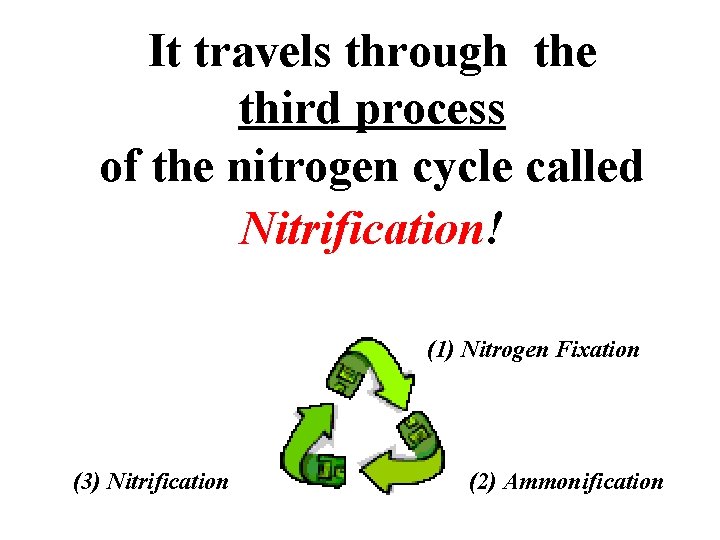 It travels through the third process of the nitrogen cycle called Nitrification! (1) Nitrogen