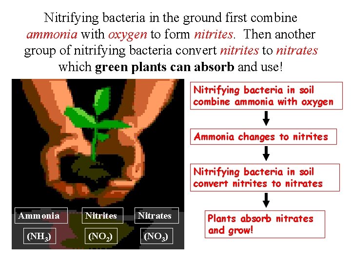 Nitrifying bacteria in the ground first combine ammonia with oxygen to form nitrites. Then