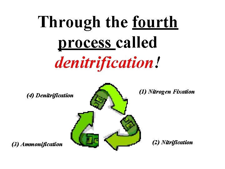 Through the fourth process called denitrification! (4) Denitrification (3) Ammonification (1) Nitrogen Fixation (2)