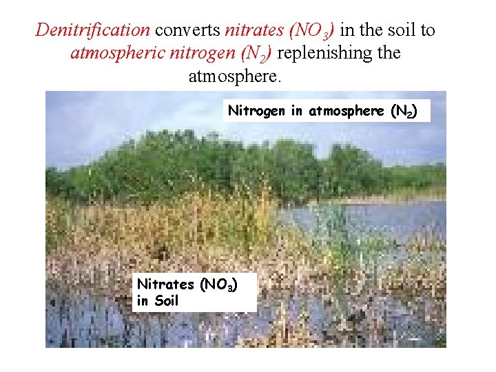 Denitrification converts nitrates (NO 3) in the soil to atmospheric nitrogen (N 2) replenishing