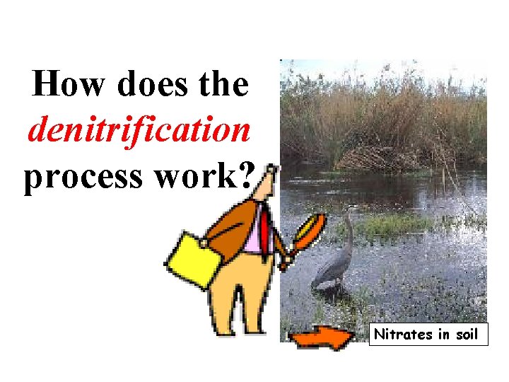 How does the denitrification process work? Nitrates in soil 