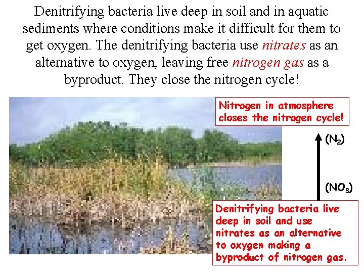 Denitrifying bacteria live deep in soil and in aquatic sediments where conditions make it
