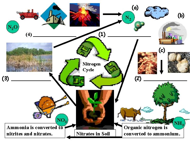 (a) (b) N 2 O (4) _______ (1) _______ (c) Nitrogen Cycle (3) ______