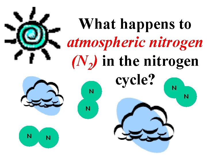 What happens to atmospheric nitrogen (N 2) in the nitrogen cycle? N N N