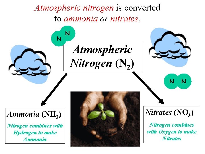 Atmospheric nitrogen is converted to ammonia or nitrates. N N Atmospheric Nitrogen (N 2)