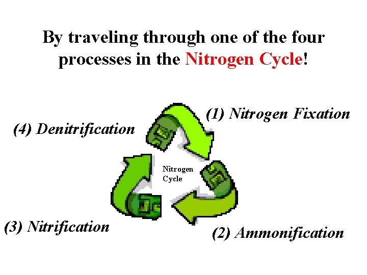 By traveling through one of the four processes in the Nitrogen Cycle! (1) Nitrogen