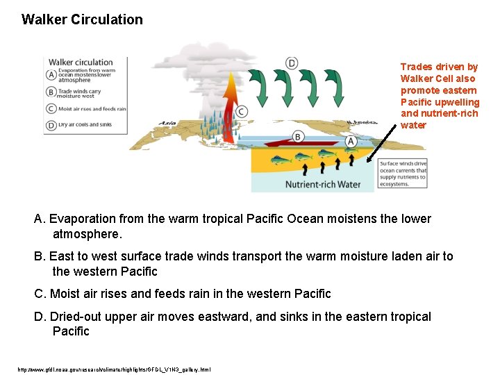 Walker Circulation Trades driven by Walker Cell also promote eastern Pacific upwelling and nutrient-rich