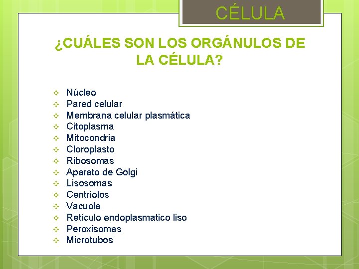 CÉLULA ¿CUÁLES SON LOS ORGÁNULOS DE LA CÉLULA? v v v v Núcleo Pared