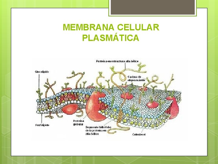 MEMBRANA CELULAR PLASMÁTICA 