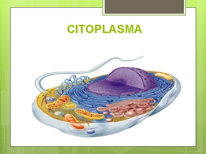 CITOPLASMA 