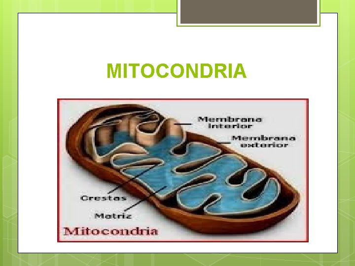 MITOCONDRIA 