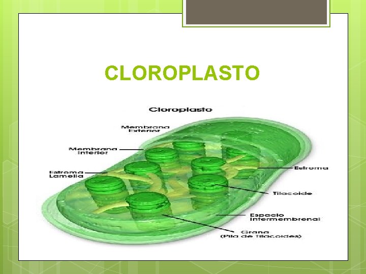 CLOROPLASTO 