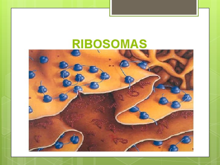 RIBOSOMAS 