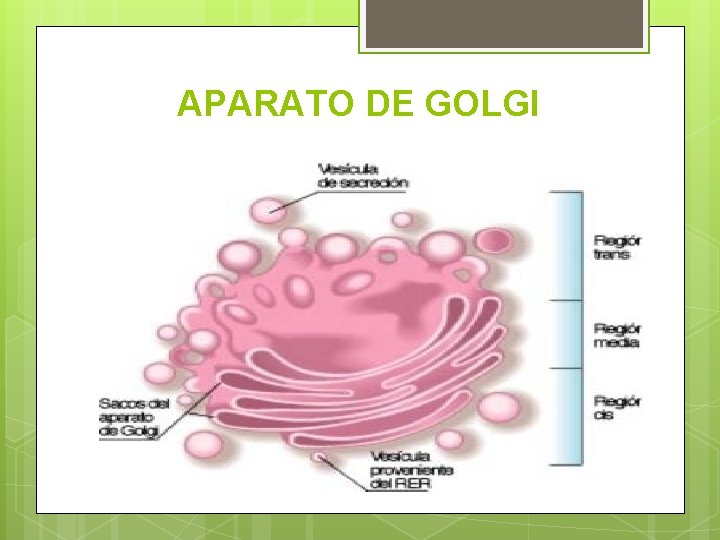 APARATO DE GOLGI 