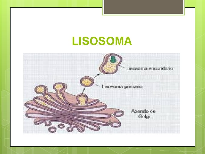 LISOSOMA 