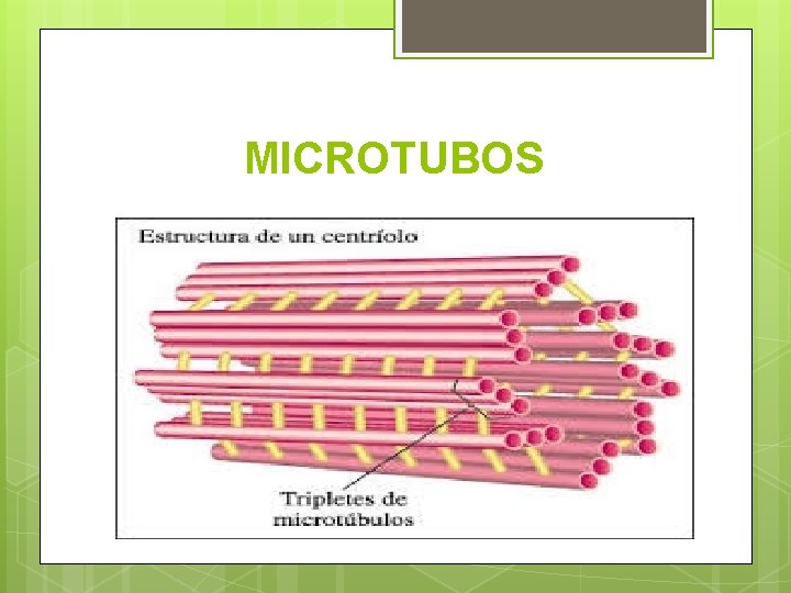 MICROTUBOS 