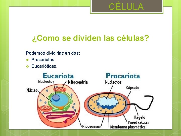 CÉLULA ¿Como se dividen las células? Podemos dividirlas en dos: v Procariotas v Eucarióticas.