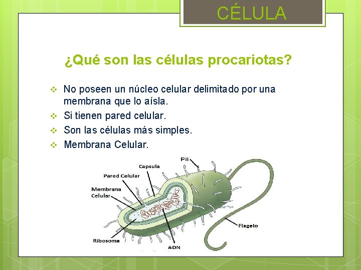 CÉLULA ¿Qué son las células procariotas? v v No poseen un núcleo celular delimitado