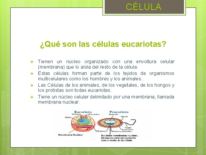 CÉLULA ¿Qué son las células eucariotas? v v Tienen un núcleo organizado con una