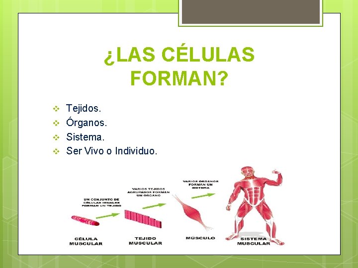 ¿LAS CÉLULAS FORMAN? v v Tejidos. Órganos. Sistema. Ser Vivo o Individuo. 