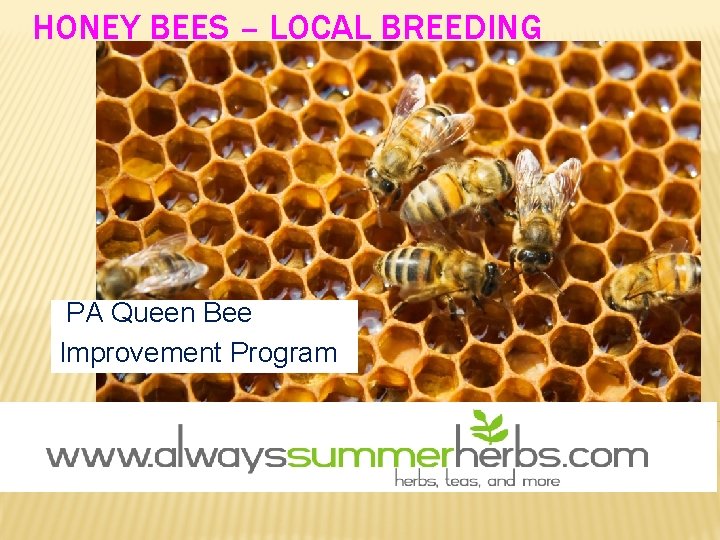 HONEY BEES – LOCAL BREEDING PA Queen Bee Improvement Program 