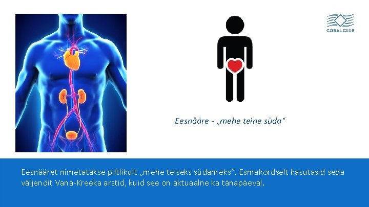 Eesnääre - „mehe teine süda“ Eesnääret nimetatakse piltlikult „mehe teiseks südameks“. Esmakordselt kasutasid seda