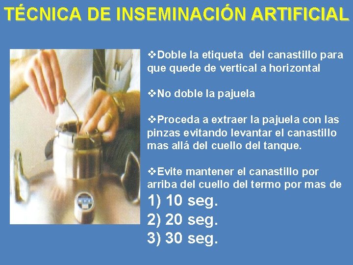 TÉCNICA DE INSEMINACIÓN ARTIFICIAL v. Doble la etiqueta del canastillo para quede de vertical