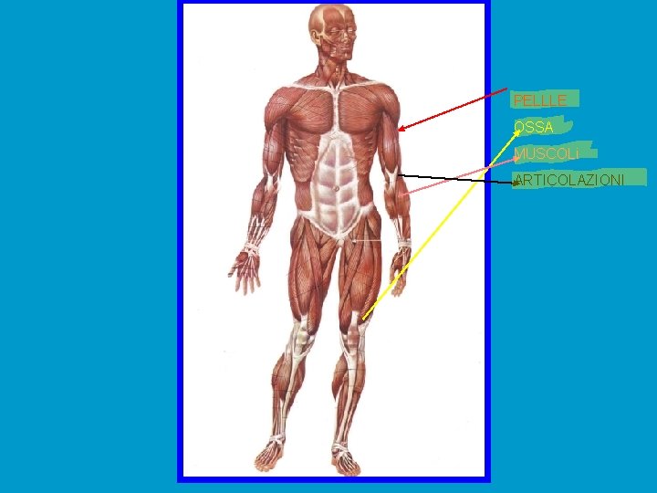 PELLLE OSSA MUSCOLi ARTICOLAZIONI 