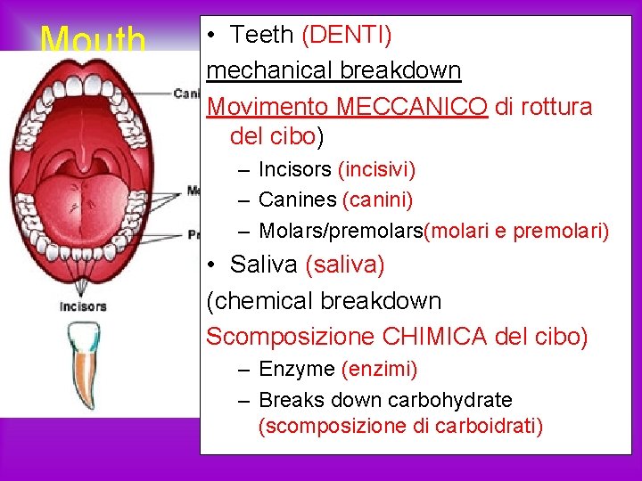 Mouth • Teeth (DENTI) mechanical breakdown Movimento MECCANICO di rottura del cibo) – Incisors