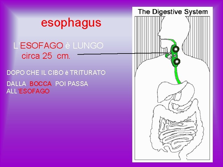 esophagus L’ESOFAGO è LUNGO circa 25 cm. DOPO CHE IL CIBO è TRITURATO DALLA