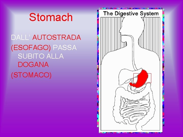 Stomach DALL’ AUTOSTRADA (ESOFAGO) PASSA SUBITO ALLA DOGANA (STOMACO) 